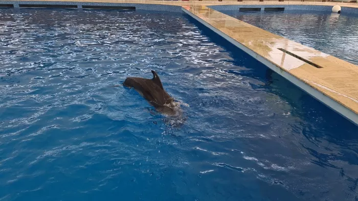 Шоу дельфинов "Aksu Dolphinarium"