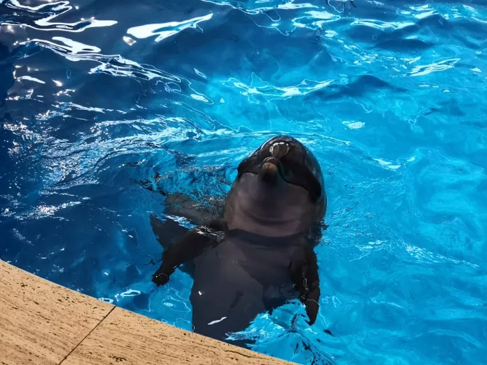 Шоу дельфинов "Aksu Dolphinarium"
