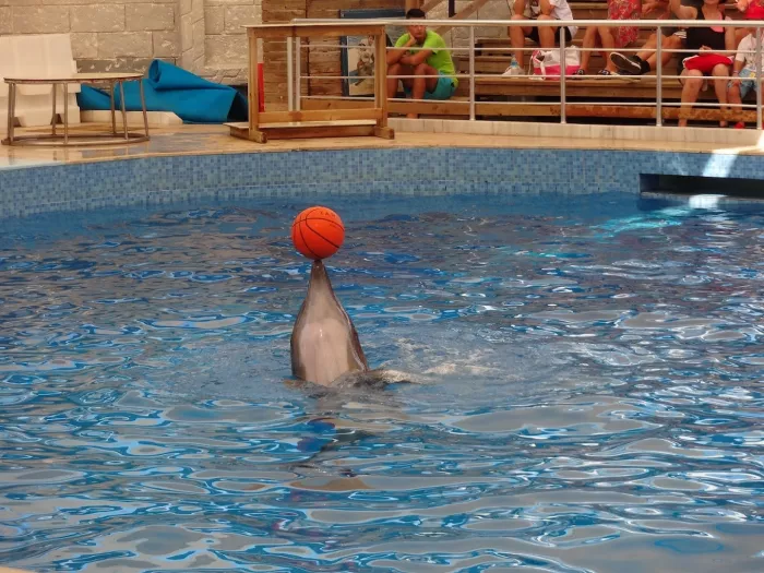 Шоу дельфинов "Aksu Dolphinarium"