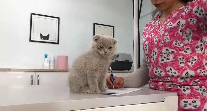 Ветеринарная клиника "Pamir Veteriner Kliniği"