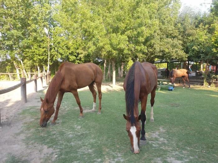 Конный клуб "Antalya Riding and Equestrian Club"