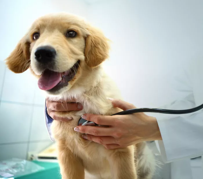Ветеринарная клиника "Aşkım Veteriner Kliniği"
