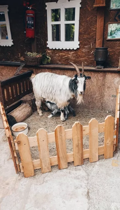 Контактный зоопарк "Zooland" (Zooland Petting ზოოპარკი)