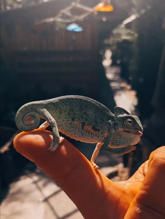Контактный зоопарк "Zooland" (Zooland Petting ზოოპარკი)