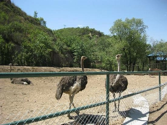 Зоопарк «Badaling Wildlife World»
