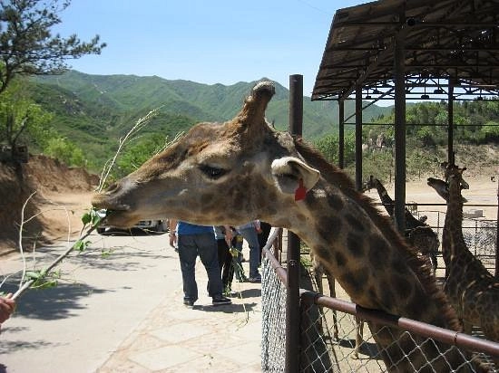 Зоопарк «Badaling Wildlife World»