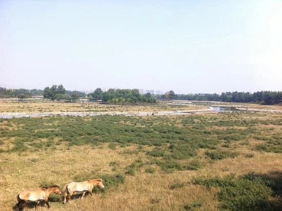 Заповедник «Beijing Nanhaizi Elk Museum»
