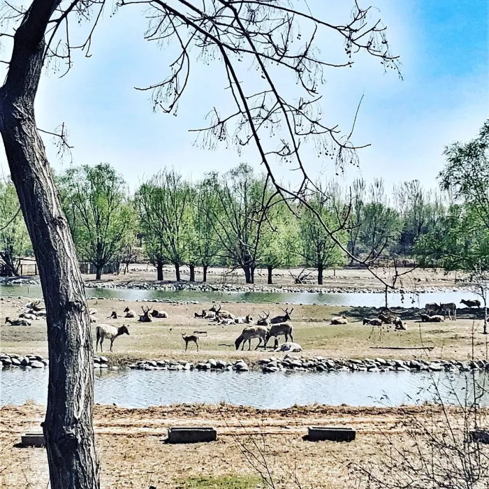 Заповедник «Beijing Nanhaizi Elk Museum»