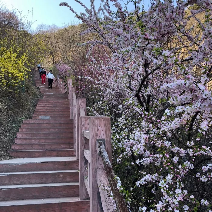 Парк «Fragrant Hills Park (Xiangshan Gongyuan)»