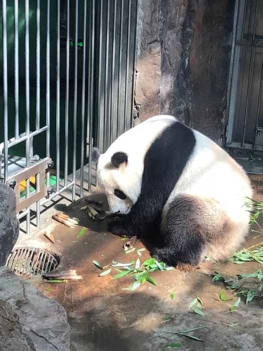 Зоопарк «Beijing Zoo»