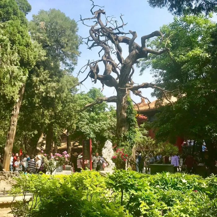 Парк «The Imperial Garden of The Palace Museum»