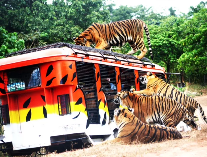 Зоопарк «Zoobic Safari»