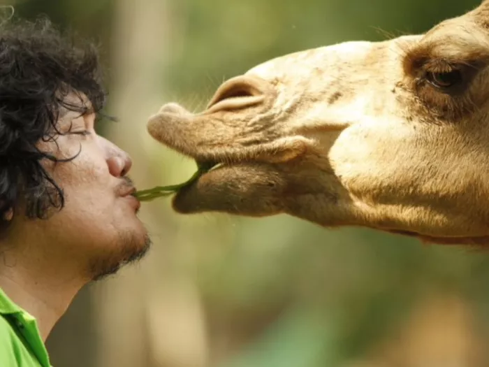 Зоопарк «Zoobic Safari»