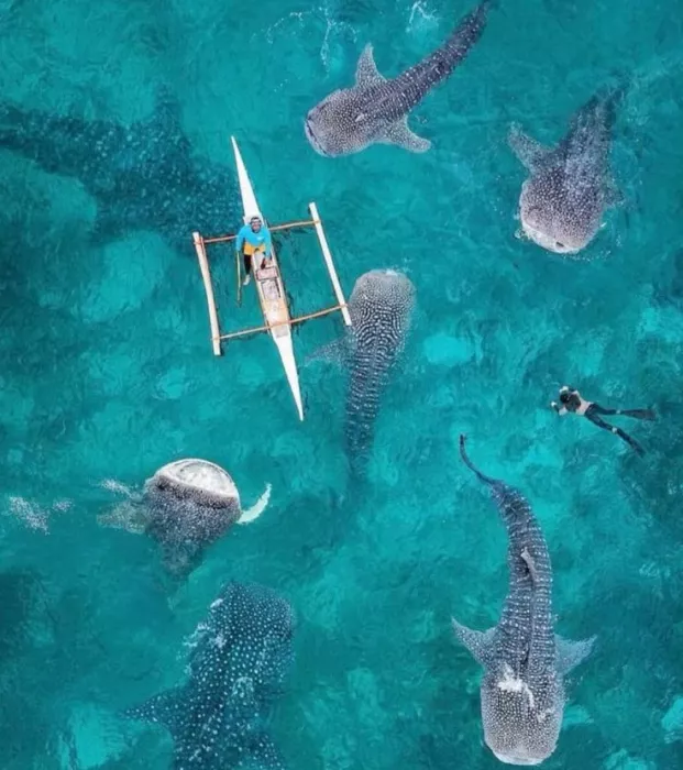 Плавание с Акулами «Oslob Whale Shark Watching”