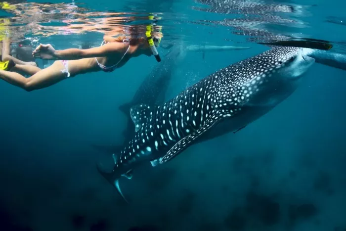 Плавание с Акулами «Oslob Whale Shark Watching”