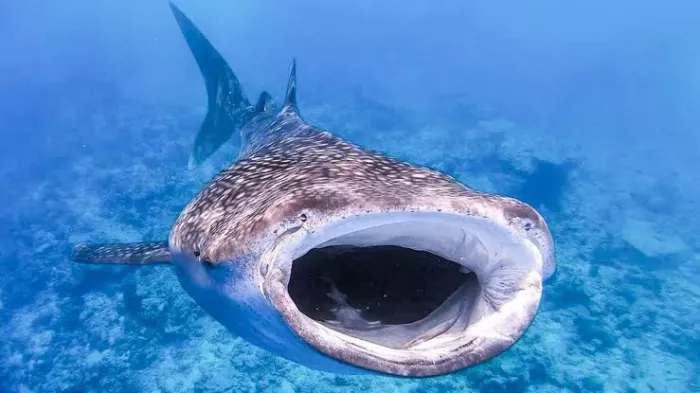 Плавание с Акулами «Oslob Whale Shark Watching”