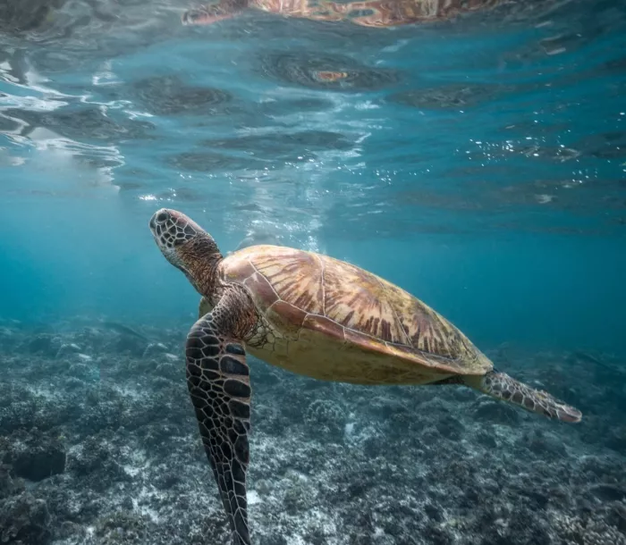 Снорклинг «Moalboal Snorkeling and Free Diving»