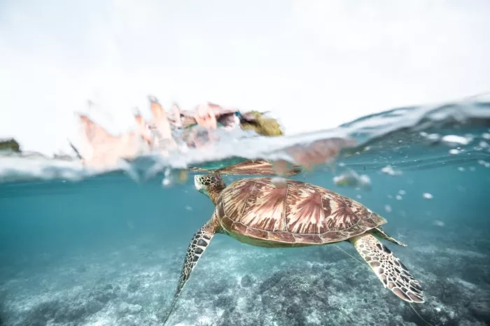 Снорклинг «Moalboal Snorkeling and Free Diving»