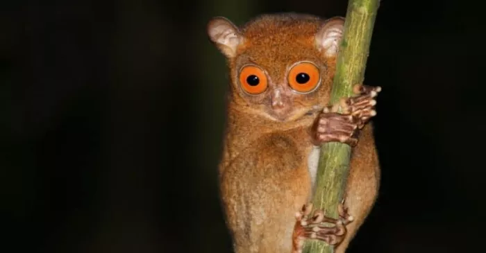 Заповедник «Philippine Tarsier»