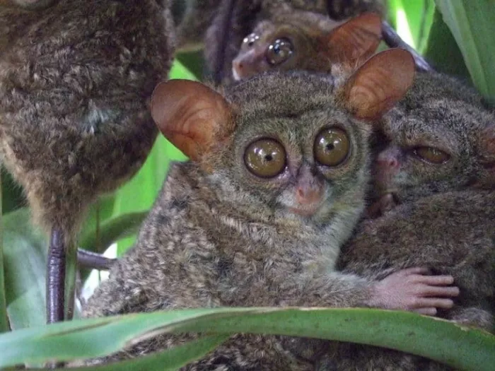 Заповедник «Philippine Tarsier»