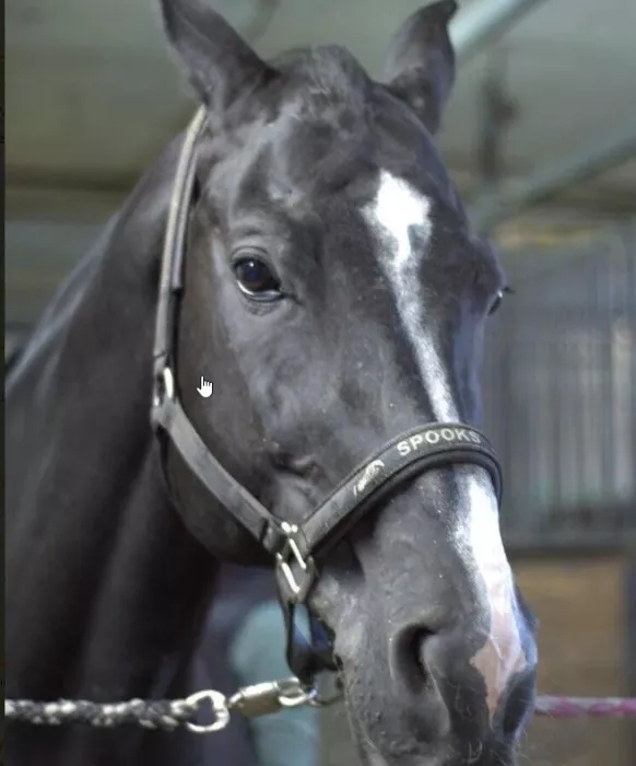 Школа верховой езды "Dressage-land".
