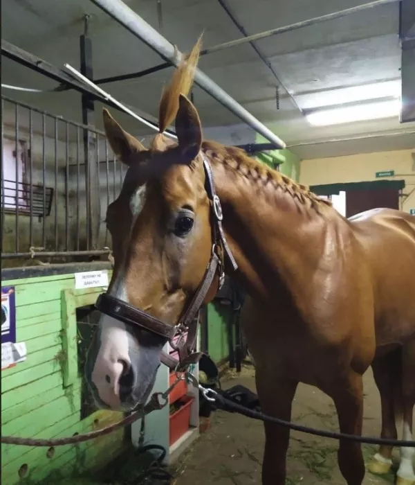 Школа верховой езды "Dressage-land".