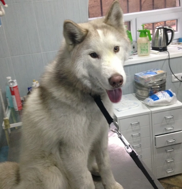 Ветеринар в Ереване "Vetexpert Veterinary Group".