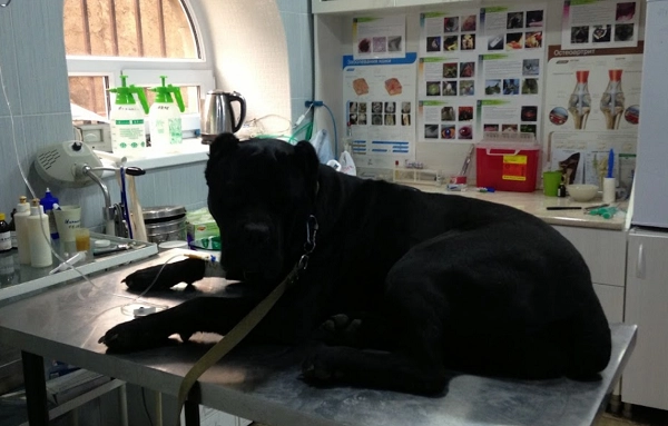 Ветеринар в Ереване "Vetexpert Veterinary Group".