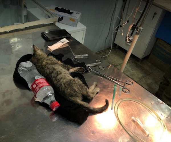 Ветеринар в Ереване "Vetexpert Veterinary Group".