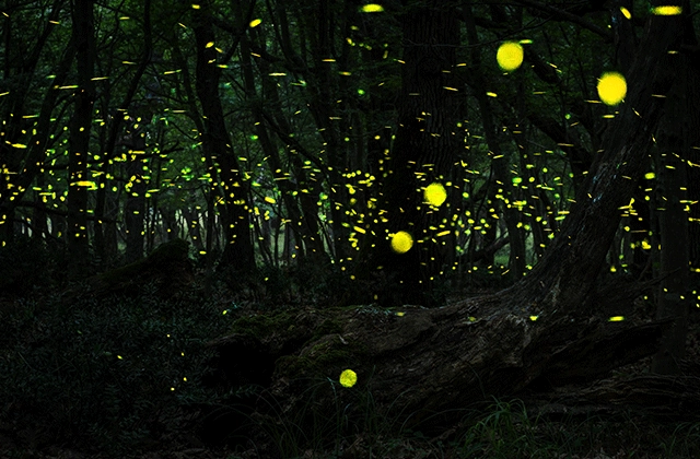 Ночной Круиз «Bohol Firefly Watching at Abatan River»