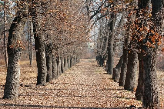 Ереванский ботанический сад.