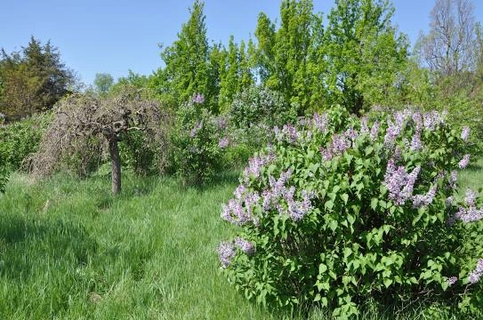 Ереванский ботанический сад.