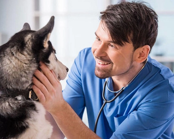 Ветеринарная клиника "VetHome Veterinary Clinic".