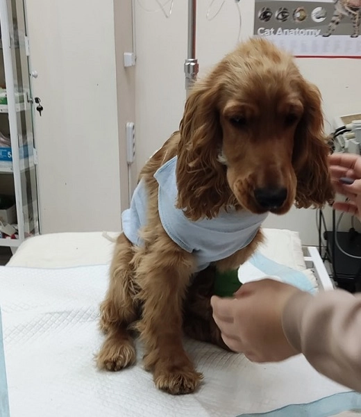 Ветеринарная клиника "VetHome Veterinary Clinic".