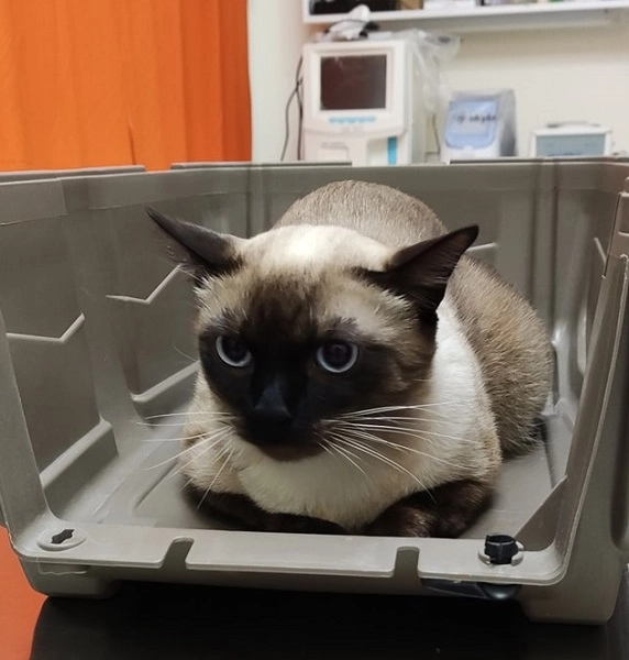 Ветеринарная клиника "VetHome Veterinary Clinic".