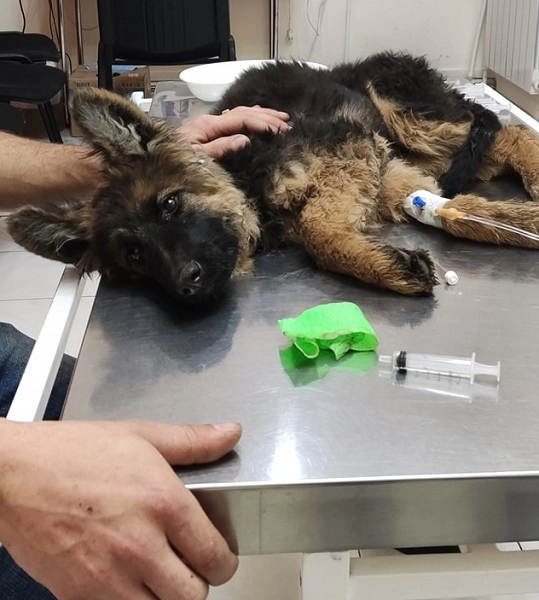 Ветеринарная клиника "VetHome Veterinary Clinic".
