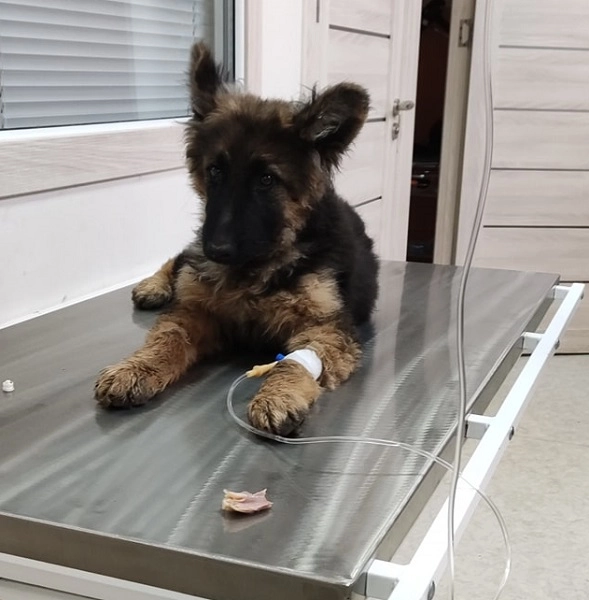 Ветеринарная клиника "VetHome Veterinary Clinic".