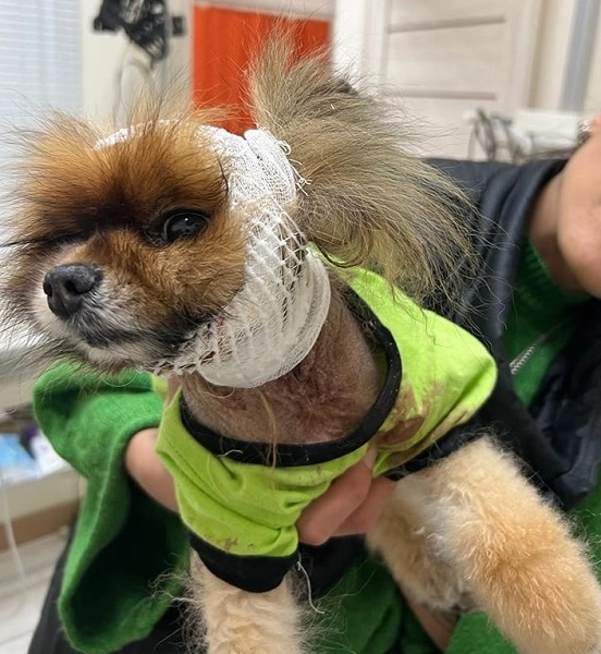 Ветеринарная клиника "VetHome Veterinary Clinic".
