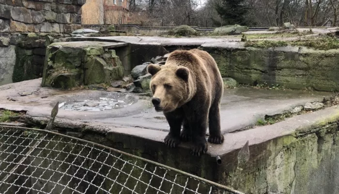 Калининградский зоопарк.