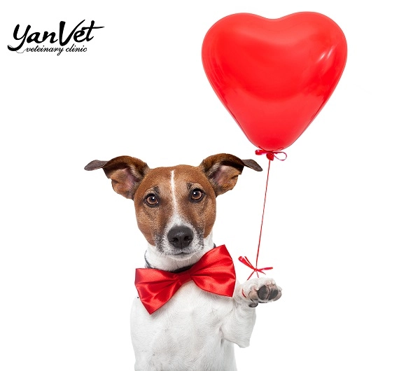 Ветеринарная клиника в Ереване "Yanvet".