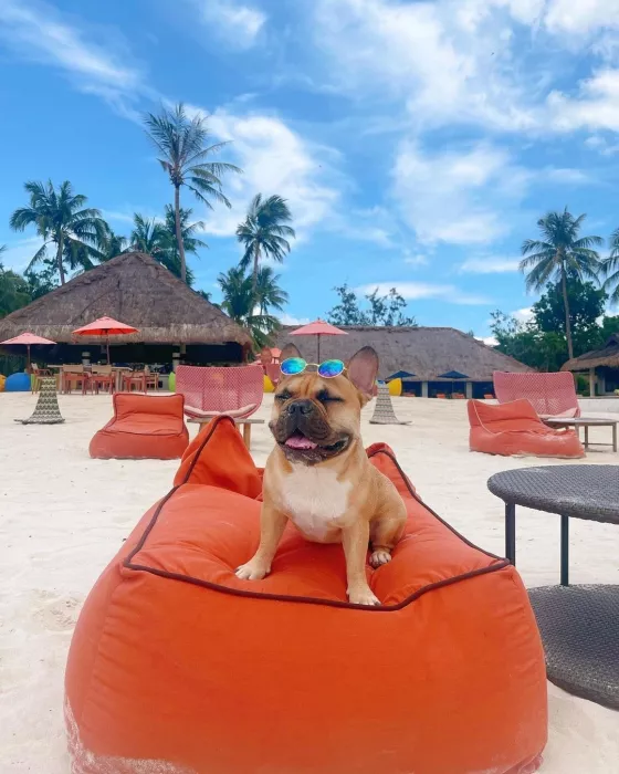 Отель «South Palms Resort Panglao»