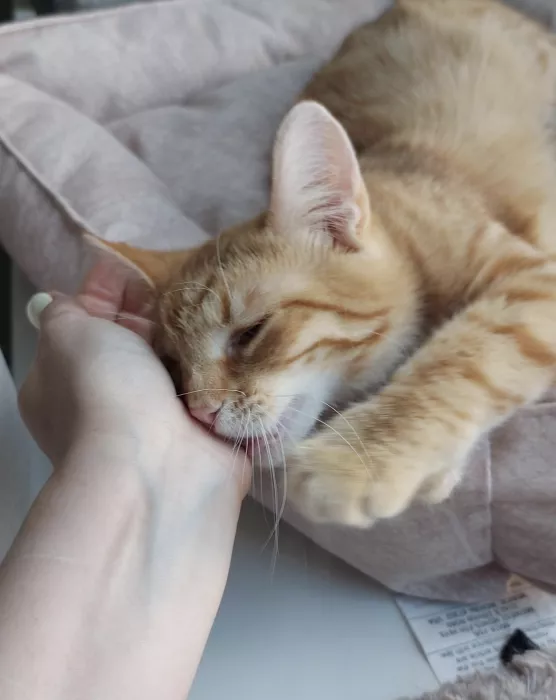 Сеть Котокафе "Котики и люди"