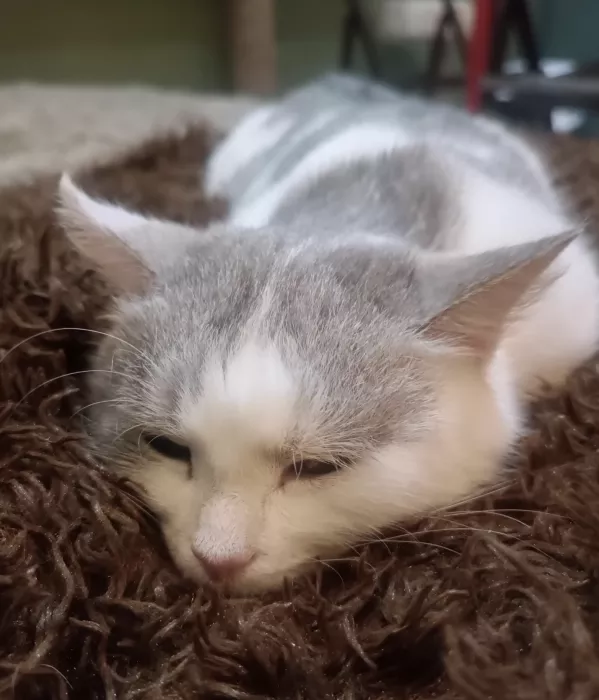 Сеть Котокафе "Котики и люди"