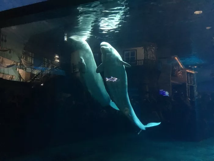 Океанариум «Beijing Aquarium»