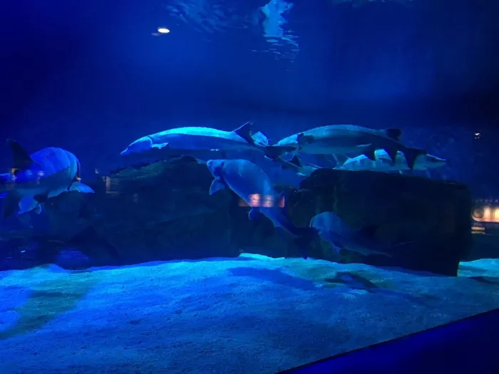Океанариум «Beijing Aquarium»