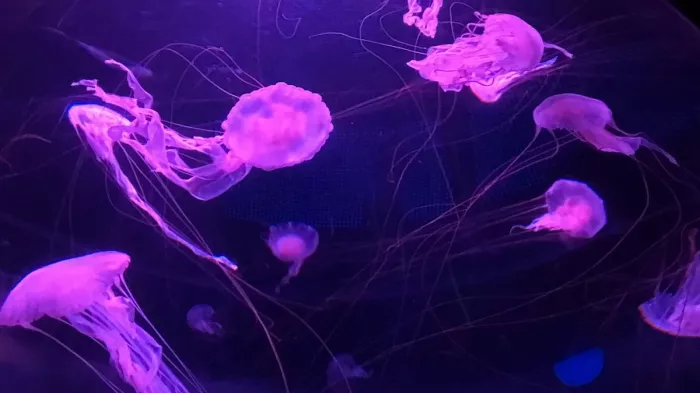 Океанариум «Beijing Aquarium»