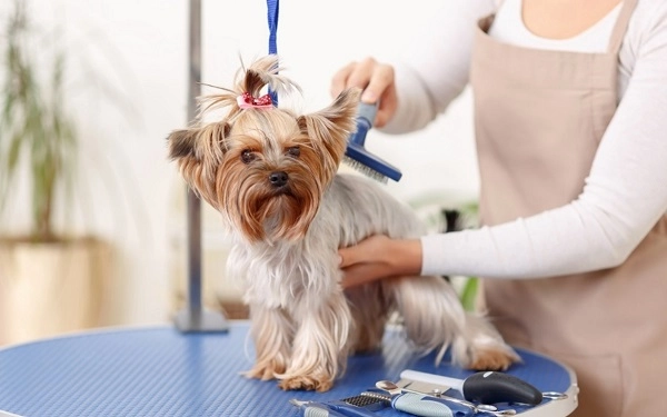 Груминг-салон в Ереване "GROOMING ROOM".