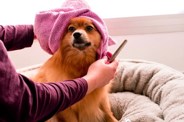 Груминг-салон в Ереване "GROOMING ROOM".