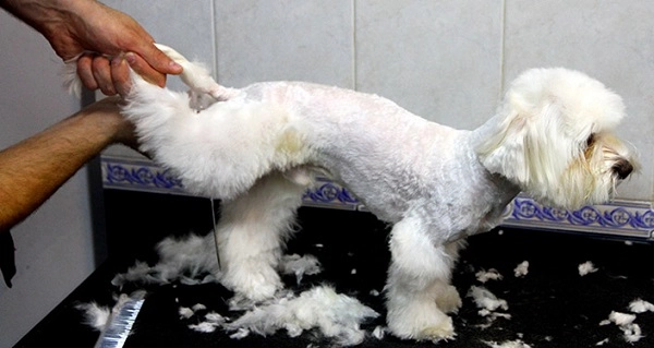 Груминг-салон в Ереване "GROOMING ROOM".