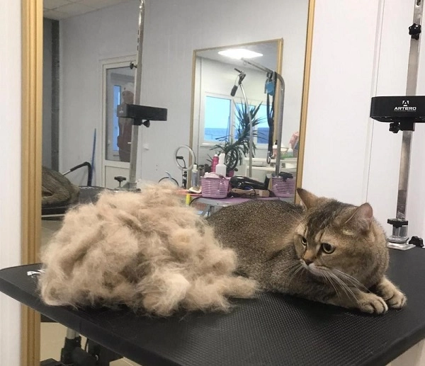 Груминг-салон в Ереване "GROOMING ROOM".